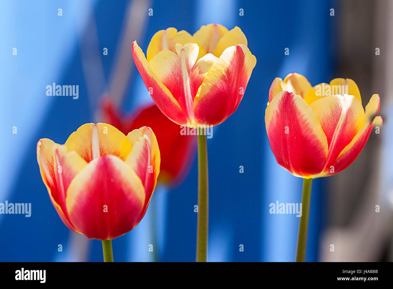 A close up of pink and yellow tulips in a garden Stock Photo - Alamy