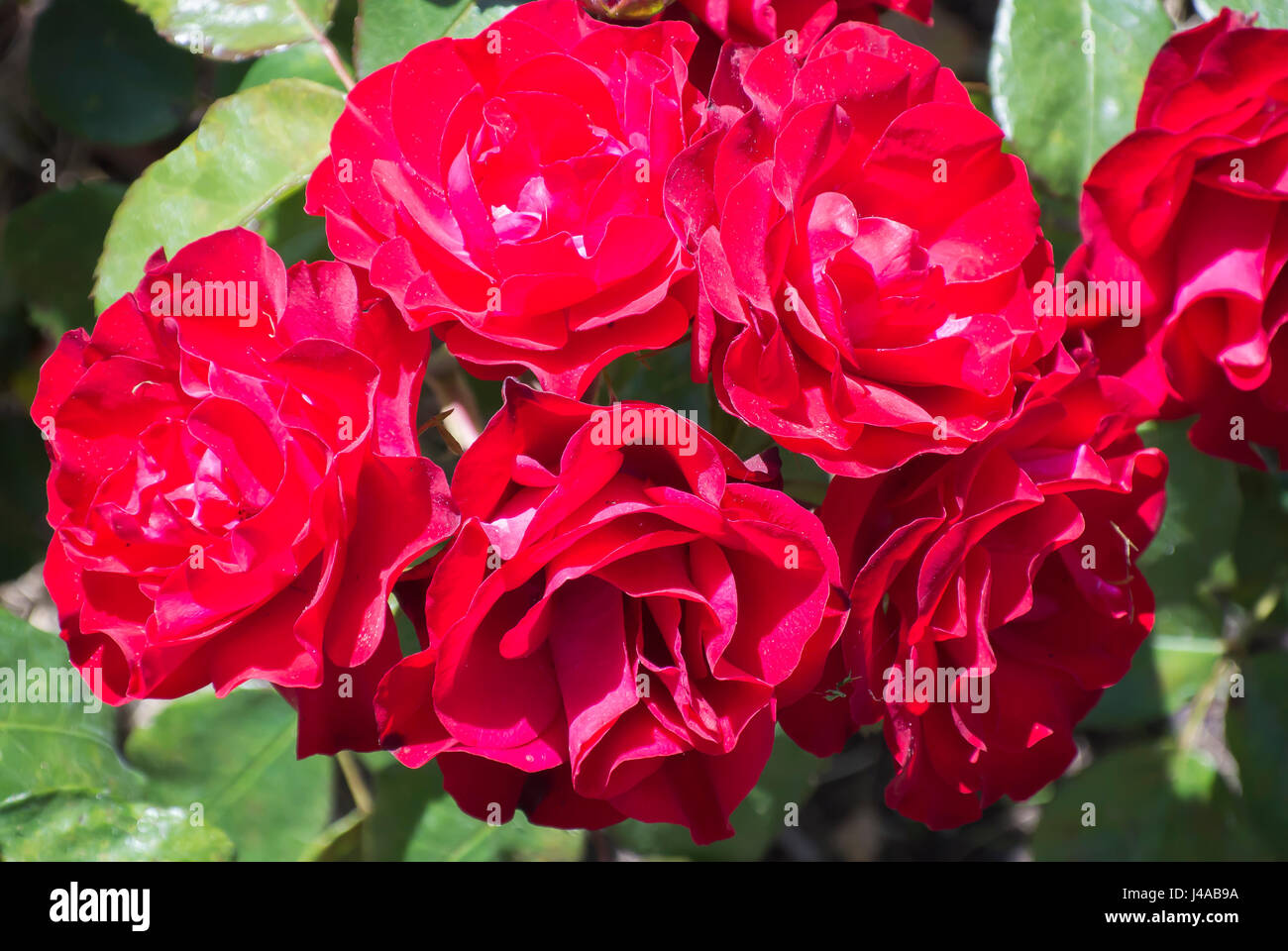 "Europeana" Roses in Bloom Stock Photo Alamy