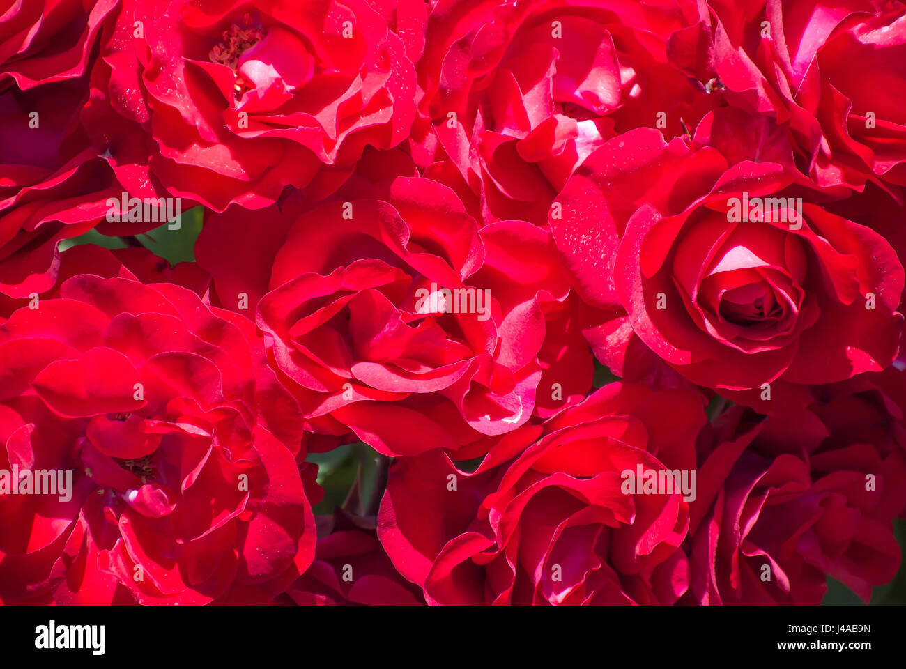 'Europeana' Roses in Bloom Stock Photo