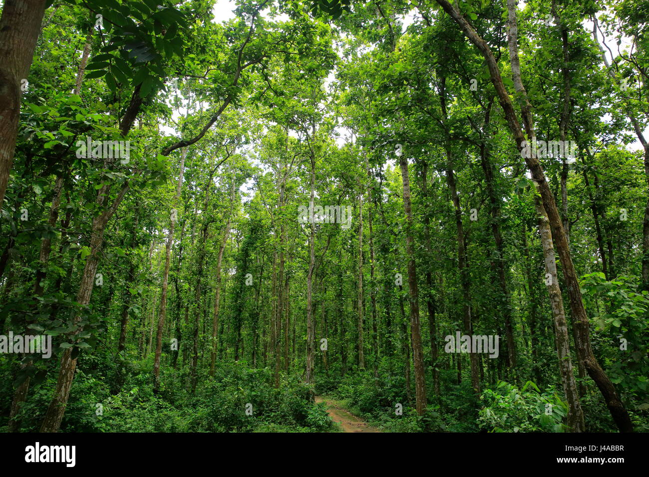 View of the the Madhupur forest. Tangail, Bangladesh. Stock Photo