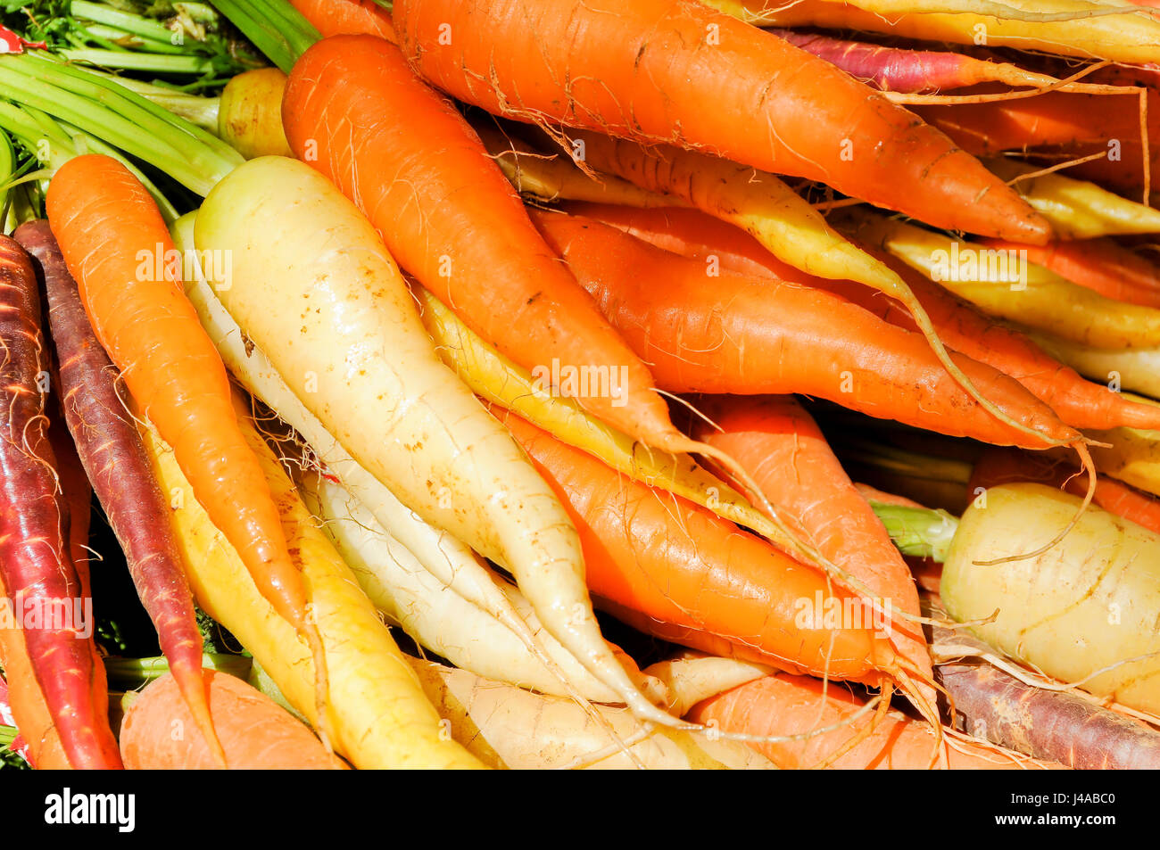 Multi-colored Carrots Stock Photo
