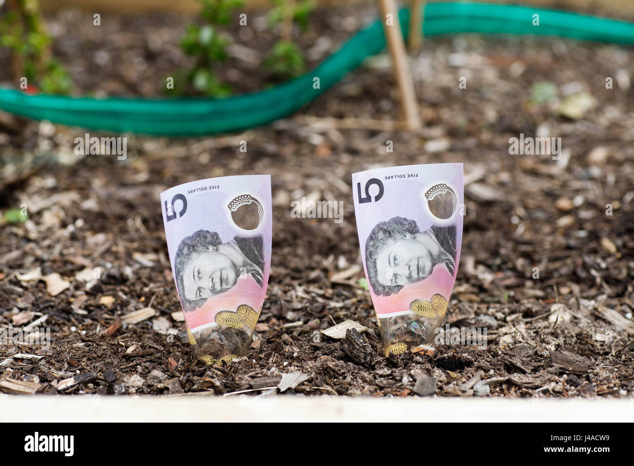 Growing Australian $5 in garden bed Stock Photo