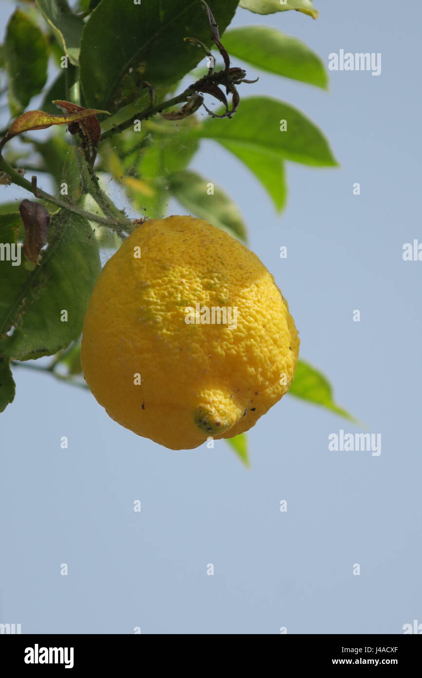 Lemons have lots of vitamine C, additive at nutrition