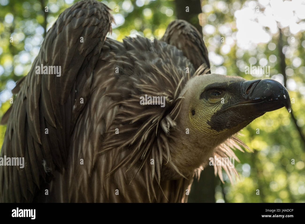 Cinereous Vulture, Eurasian Black Vulture, Black Vulture, Aegypius monachus, Accipitridae Stock Photo