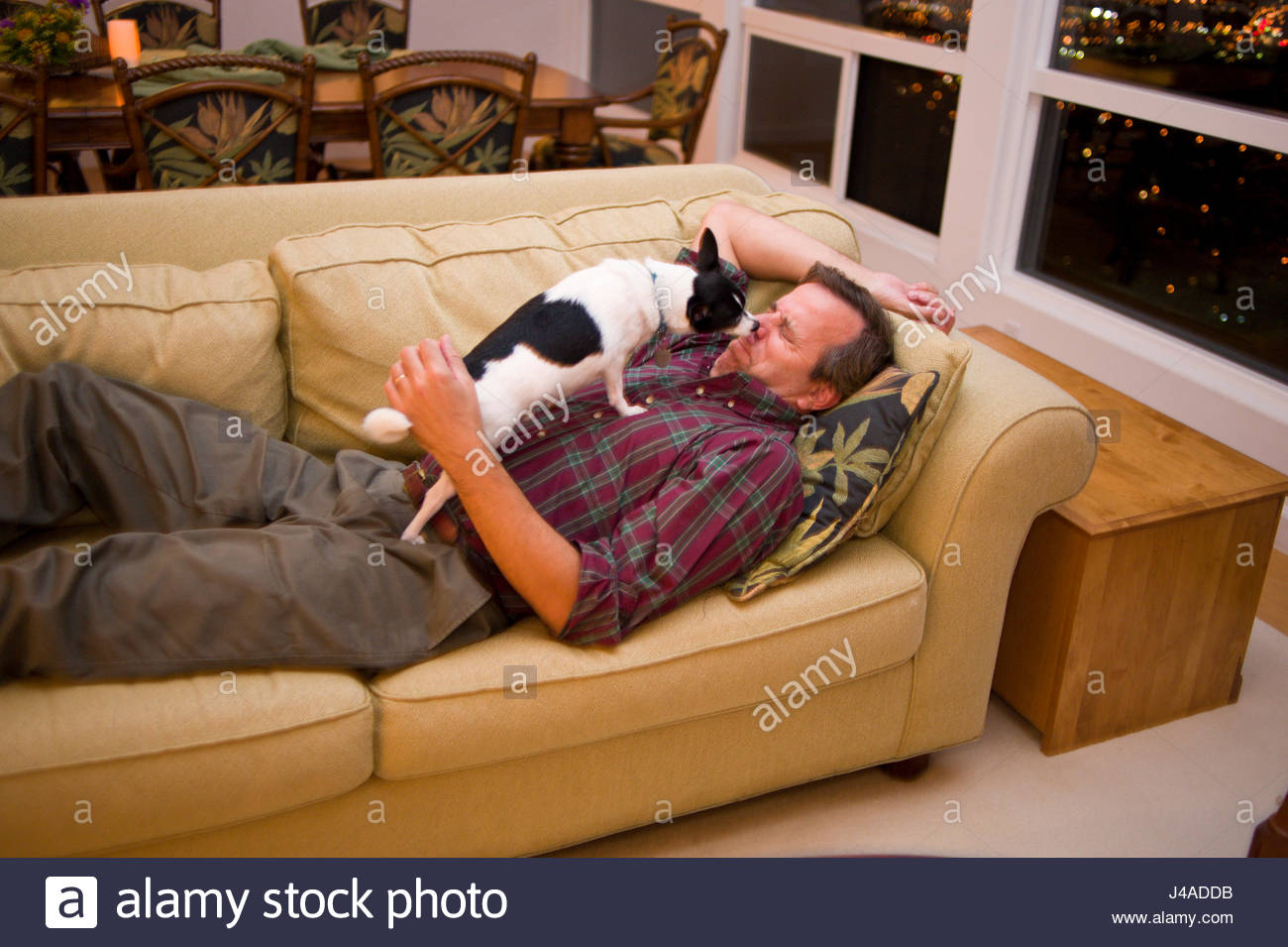 Dog Lying On Couch Stock Photos Dog Lying On Couch Stock Images