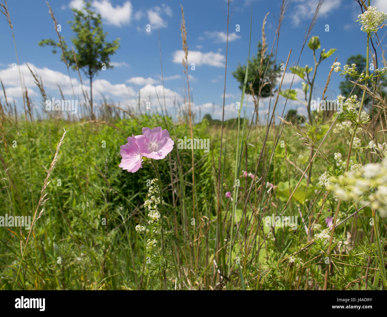 Blooming Musk-Mallow in the grass - Malva moschata Stock Photo