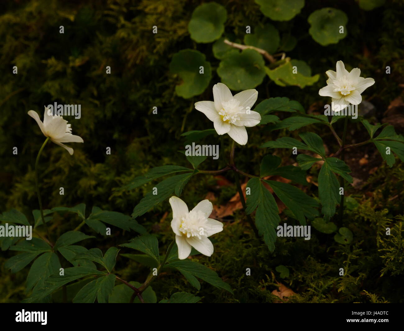 Double Wood Anemones Stock Photo Alamy