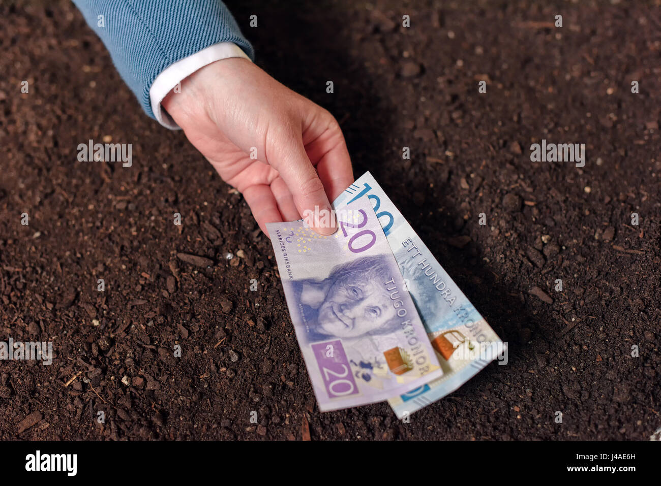 NOVI SAD, SERBIA - MAY 05, 2017: Bank loan in Swedish currency SEK for agribusiness startup, hand offering cash money banknotes as credit and allowanc Stock Photo