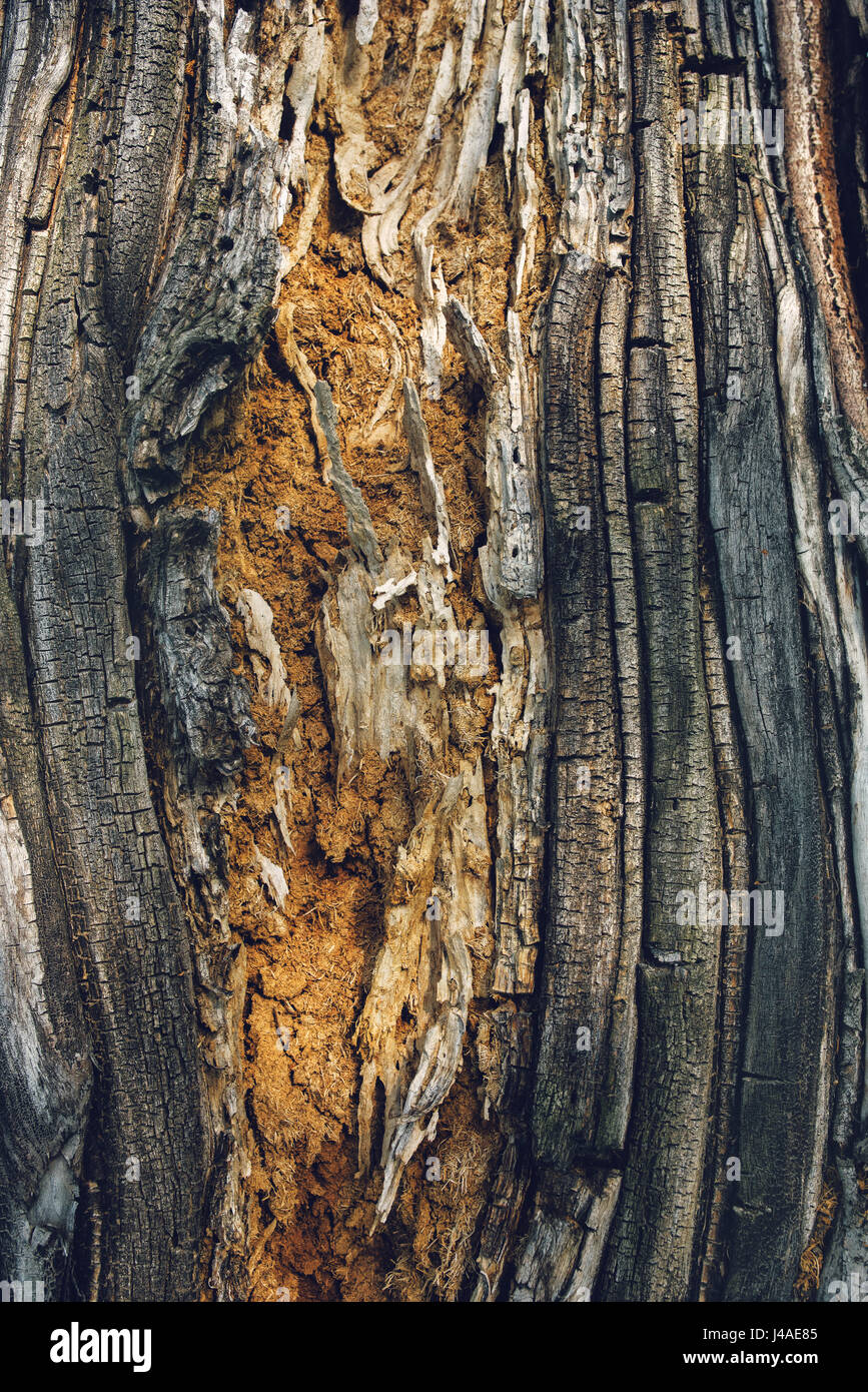 Old maple tree bark texture, abstract natural background Stock Photo