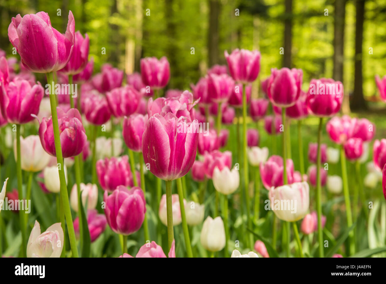 Fresh blooming tulips in nature park during spring time Stock Photo - Alamy