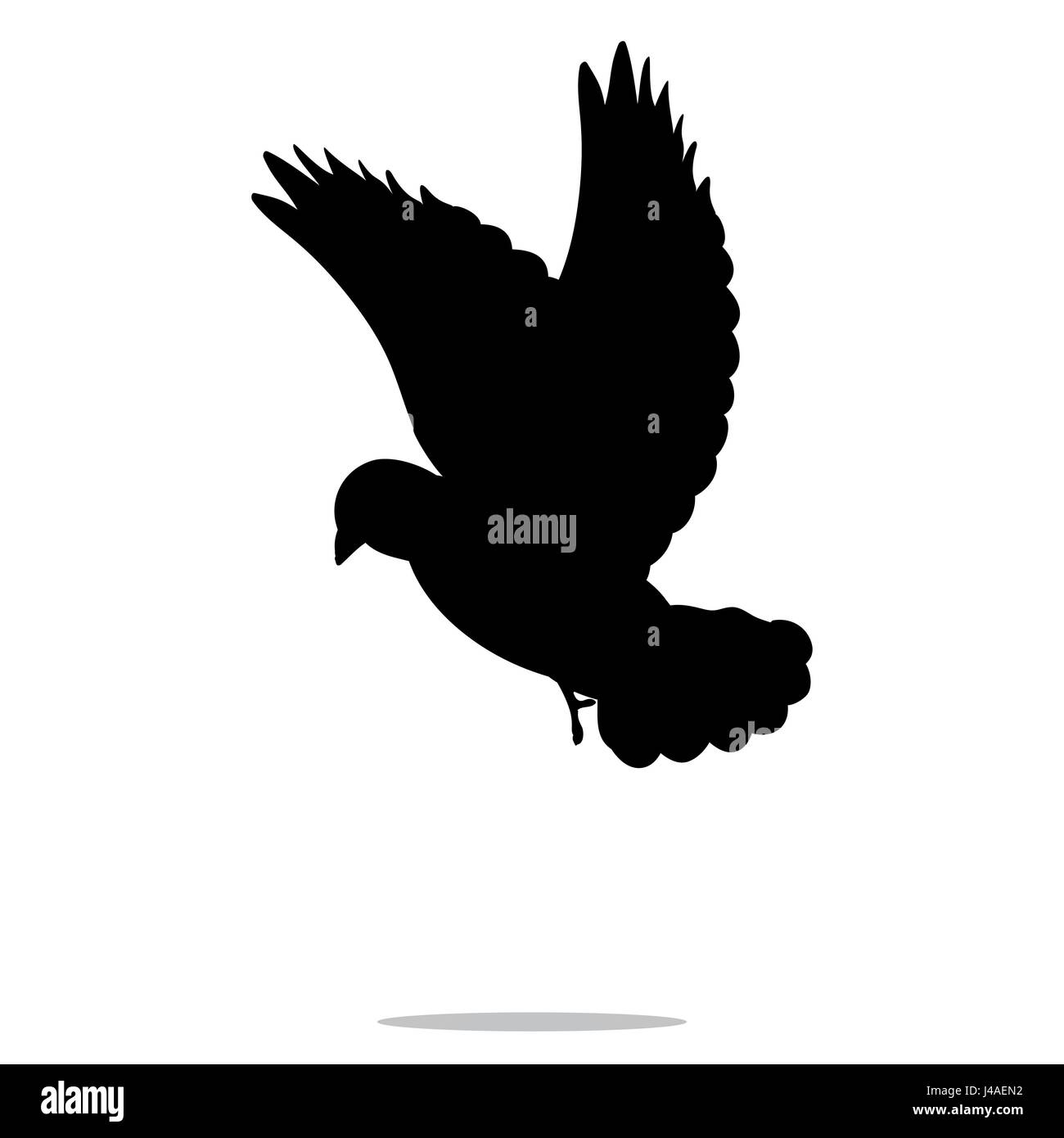 Pigeon black silhouette hi-res stock photography and images - Alamy