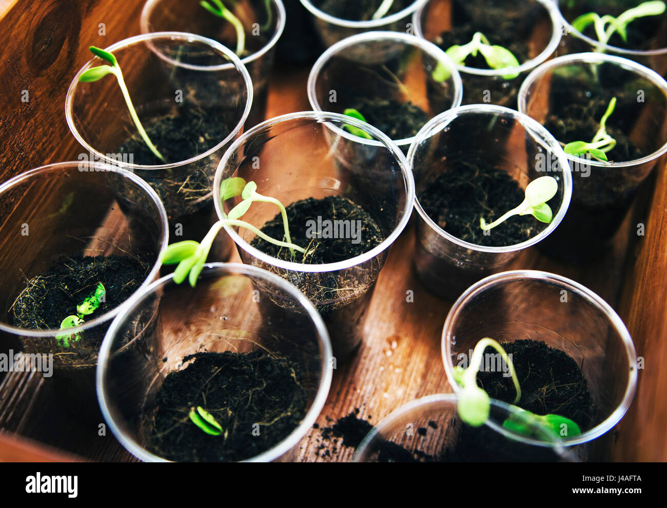 Growing bean sprouts in plastic cup Stock Photo Alamy