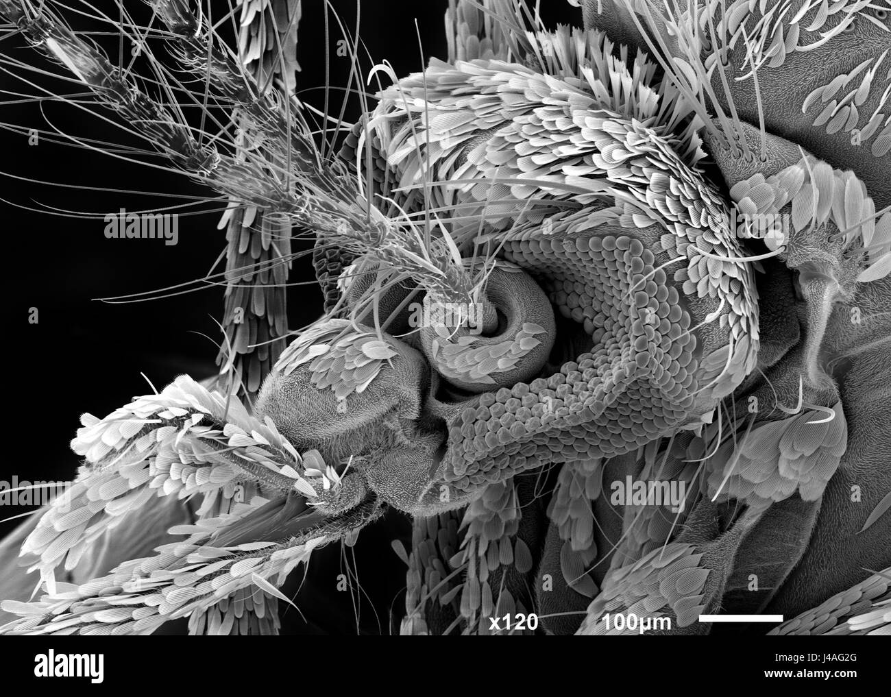Mosquito head, SEM Stock Photo