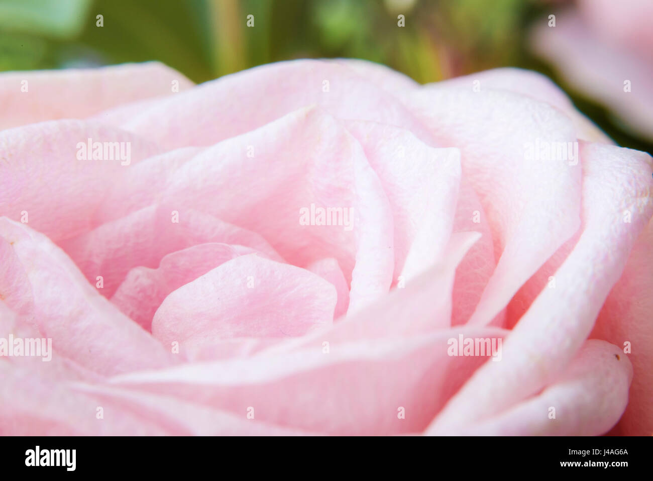 Closeup Pink Rose Flower Background Stock Photo - Alamy