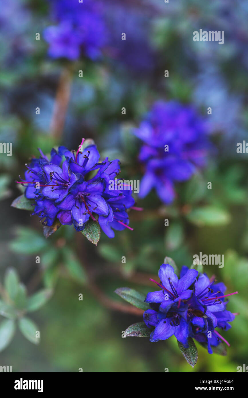 Azalea Blue Baron Stock Photo - Alamy