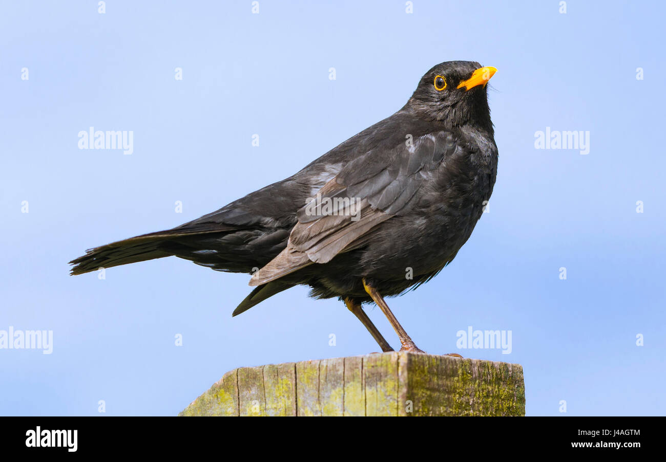 Male Common Blackbird (Turdus merula) perched on a post in the UK. Stock Photo