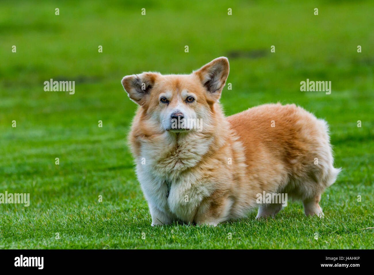 corgi working cattle