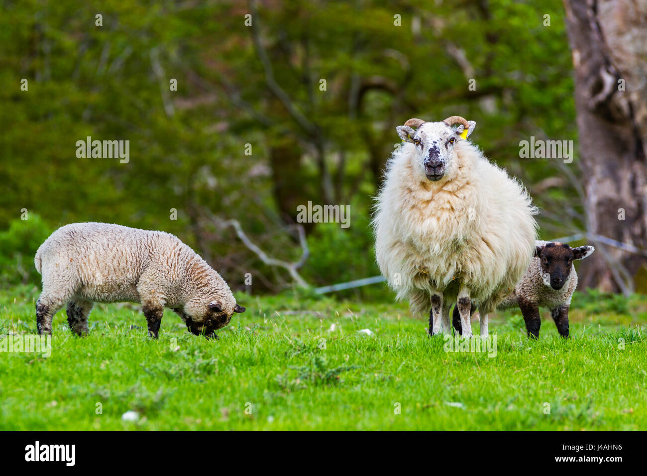 sheep and lamb Stock Photo