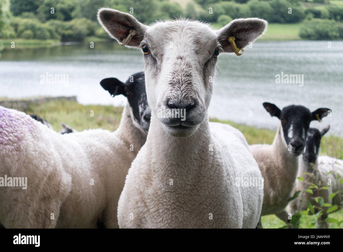 Sheep by Loweswater, Lake District Stock Photo