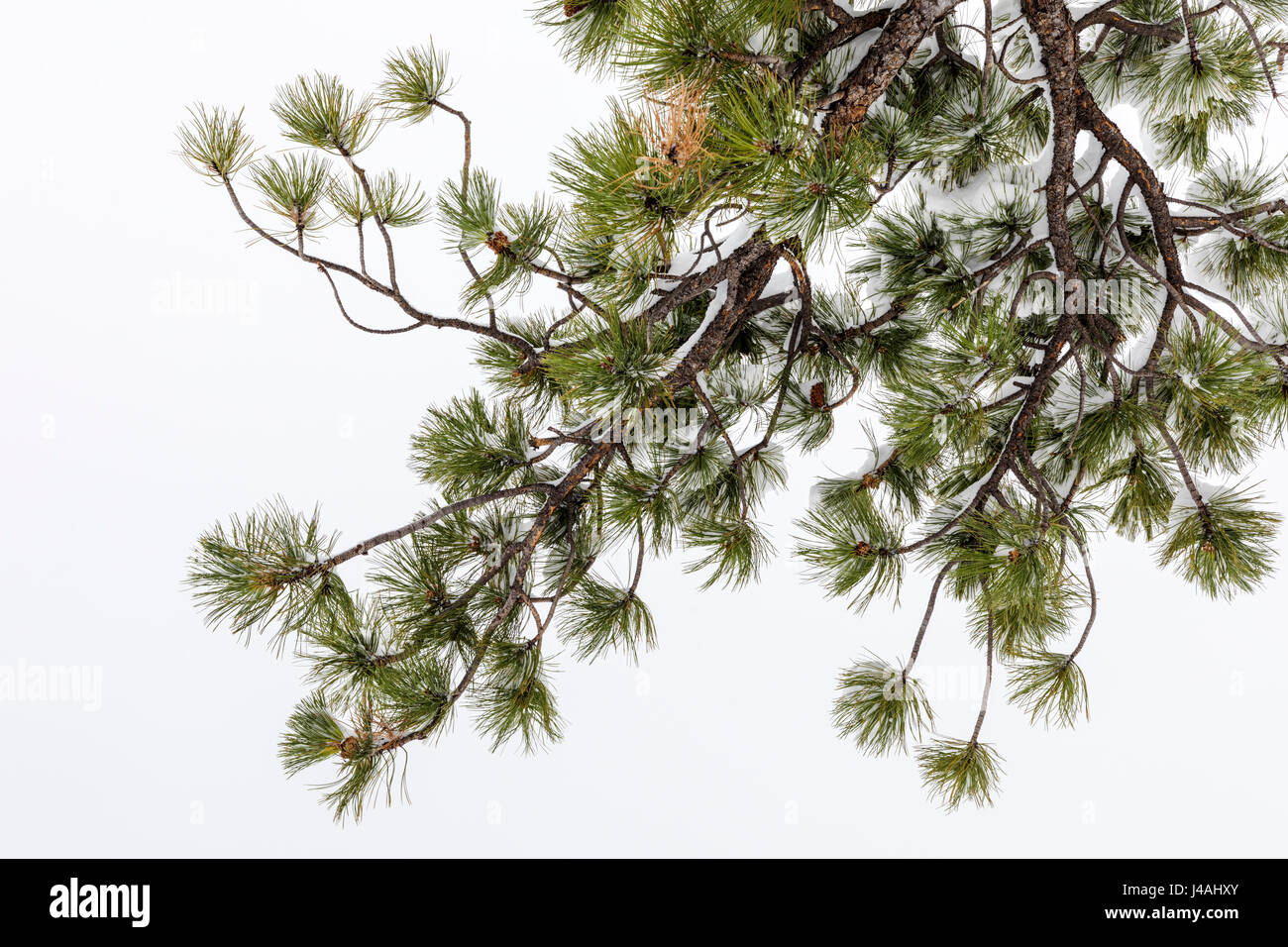 Branch and needles of Pinus ponderosa, ponderosa pine, bull pine, blackjack pine, western yellow pine in April spring snow, Little Rainbow Trail, Cent Stock Photo