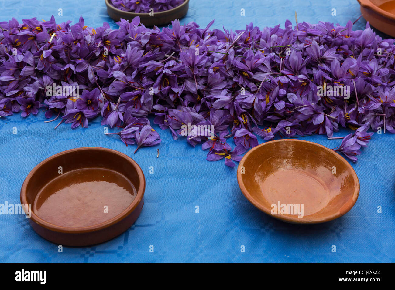 Saffron rose exposed during the saffron festival Stock Photo Alamy