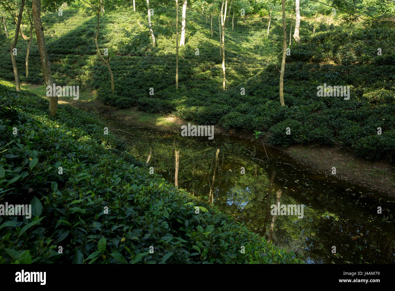 Tea garden at Srimangal. Moulvibazar, Bangladesh Stock Photo Alamy