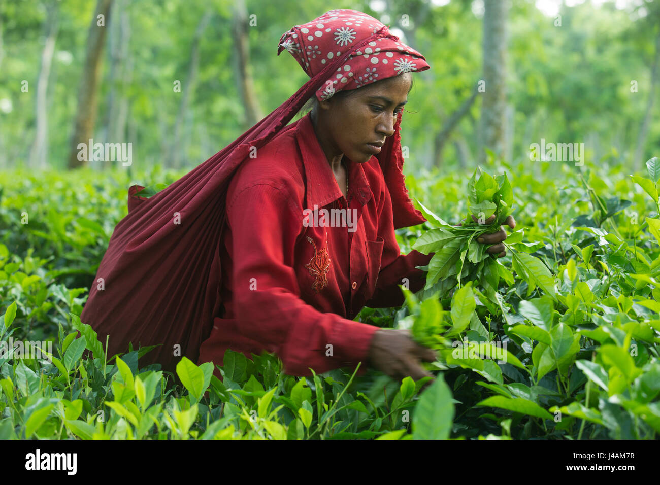 Female tea leaf plucker works at tea garden in Srimangal. Moulvibazar, Bangladesh. Stock Photo