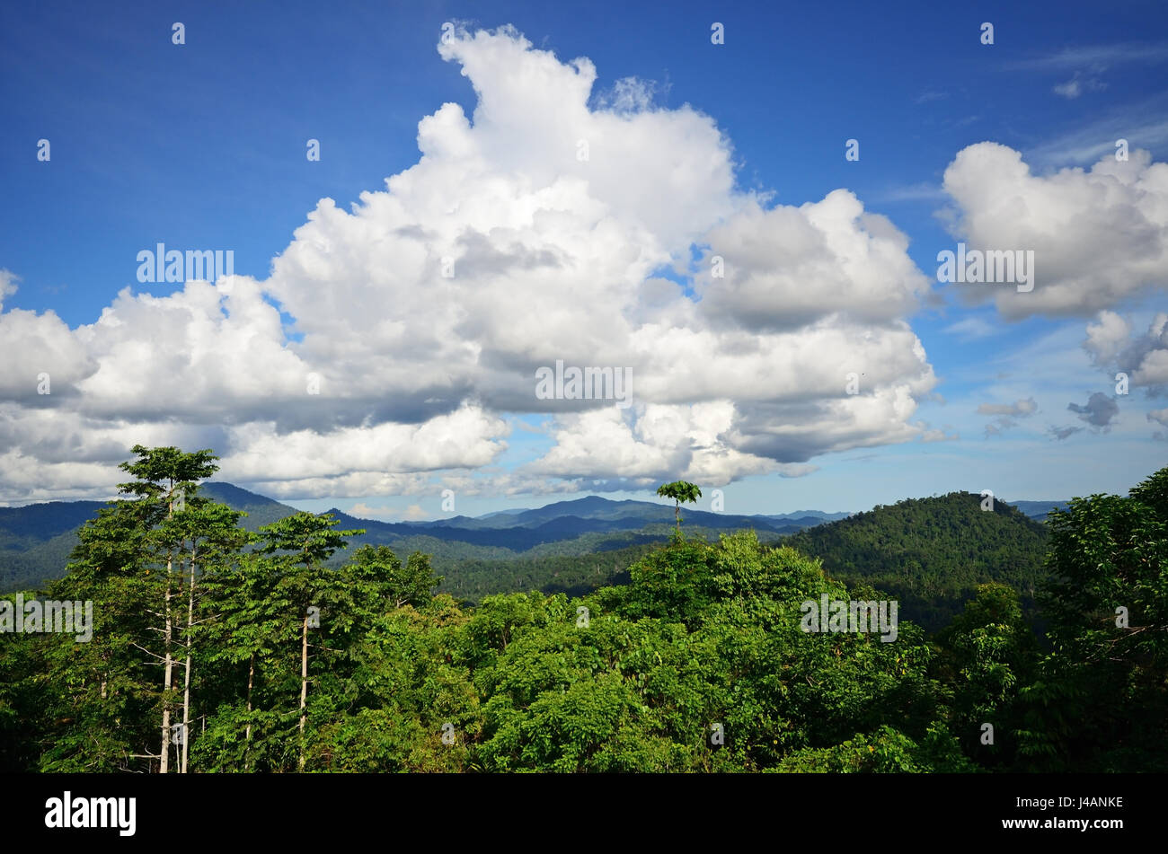 Primary jungle in Danum Valley Conservation park in Sabah Borneo