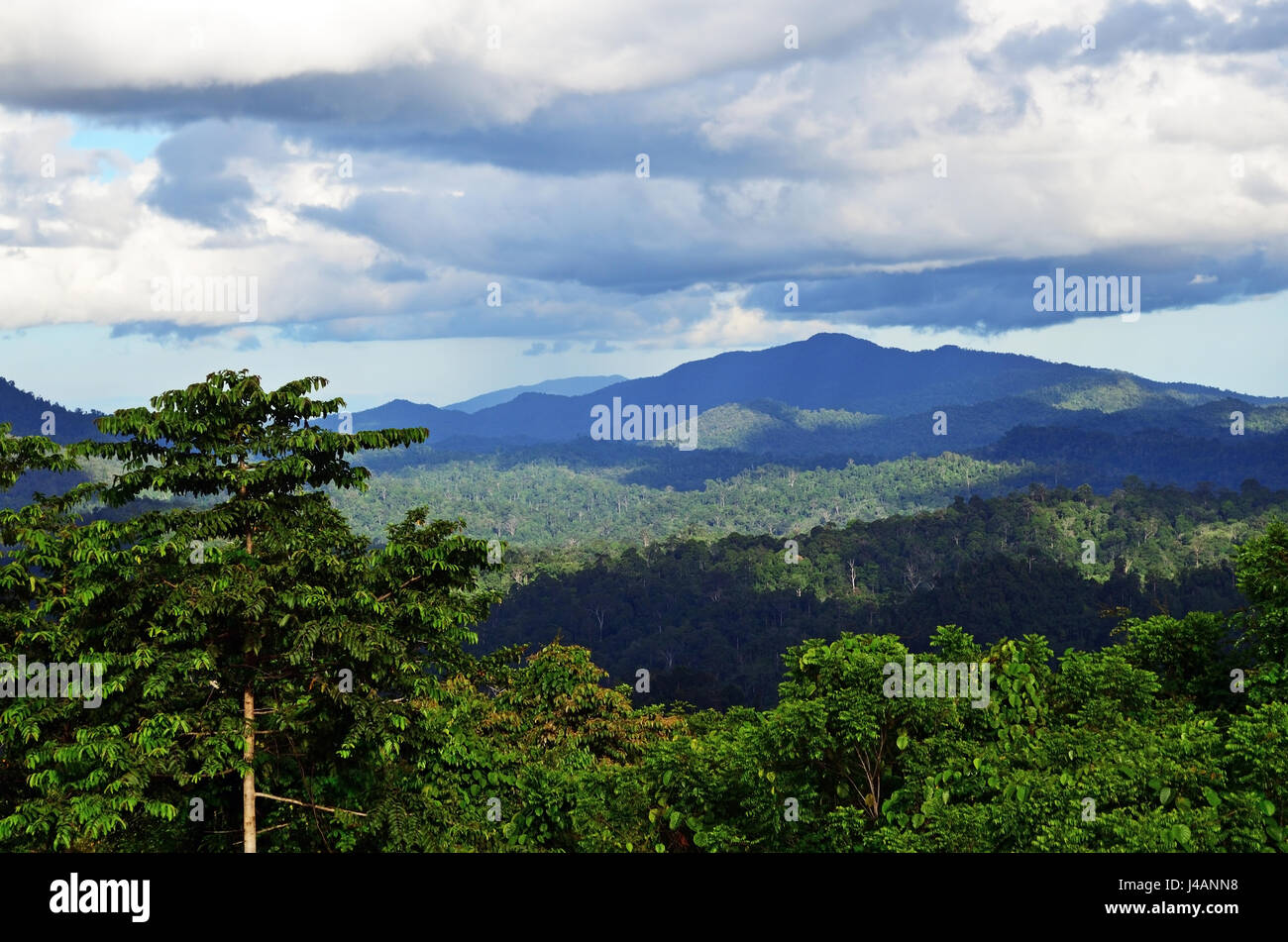 Primary jungle in Danum Valley Conservation park in Sabah Borneo