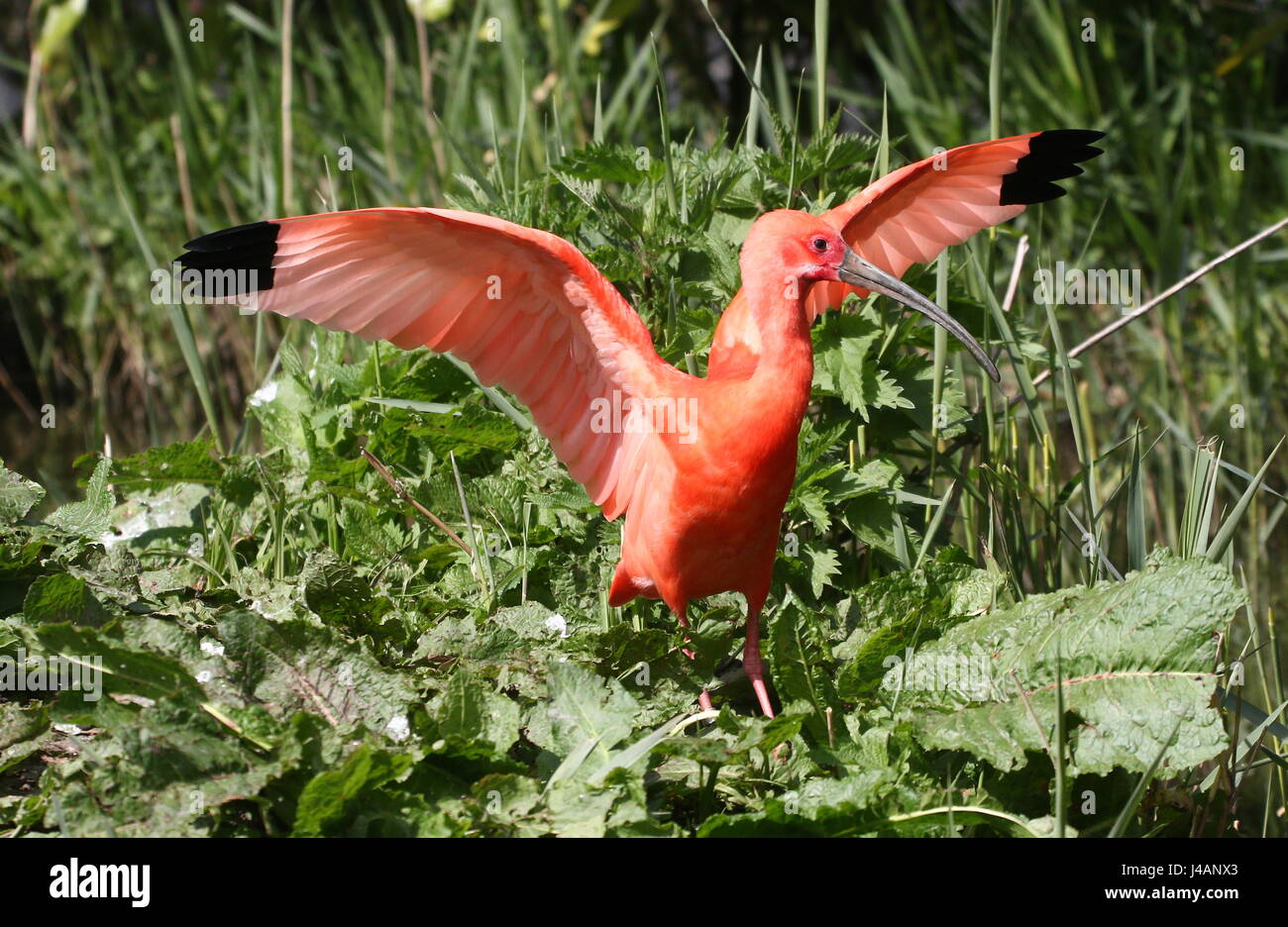 South American Scarlet Ibis (Eudocimus ruber)  with spread wings after landing. Stock Photo