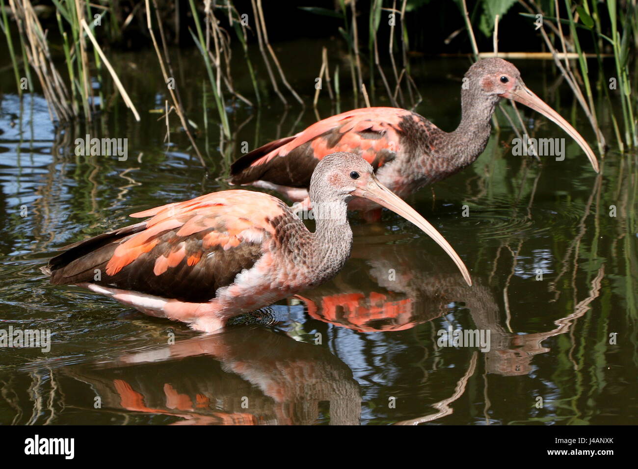 Two immature South Americam Scarlet Ibises (Eudocimus ruber) foraging in a lake, still showing transition plumage. Stock Photo