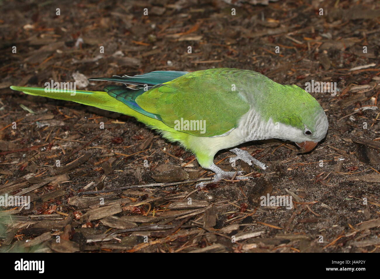South American Monk Parakeet or Quaker Parrot (Myiopsitta monachus). Stock Photo