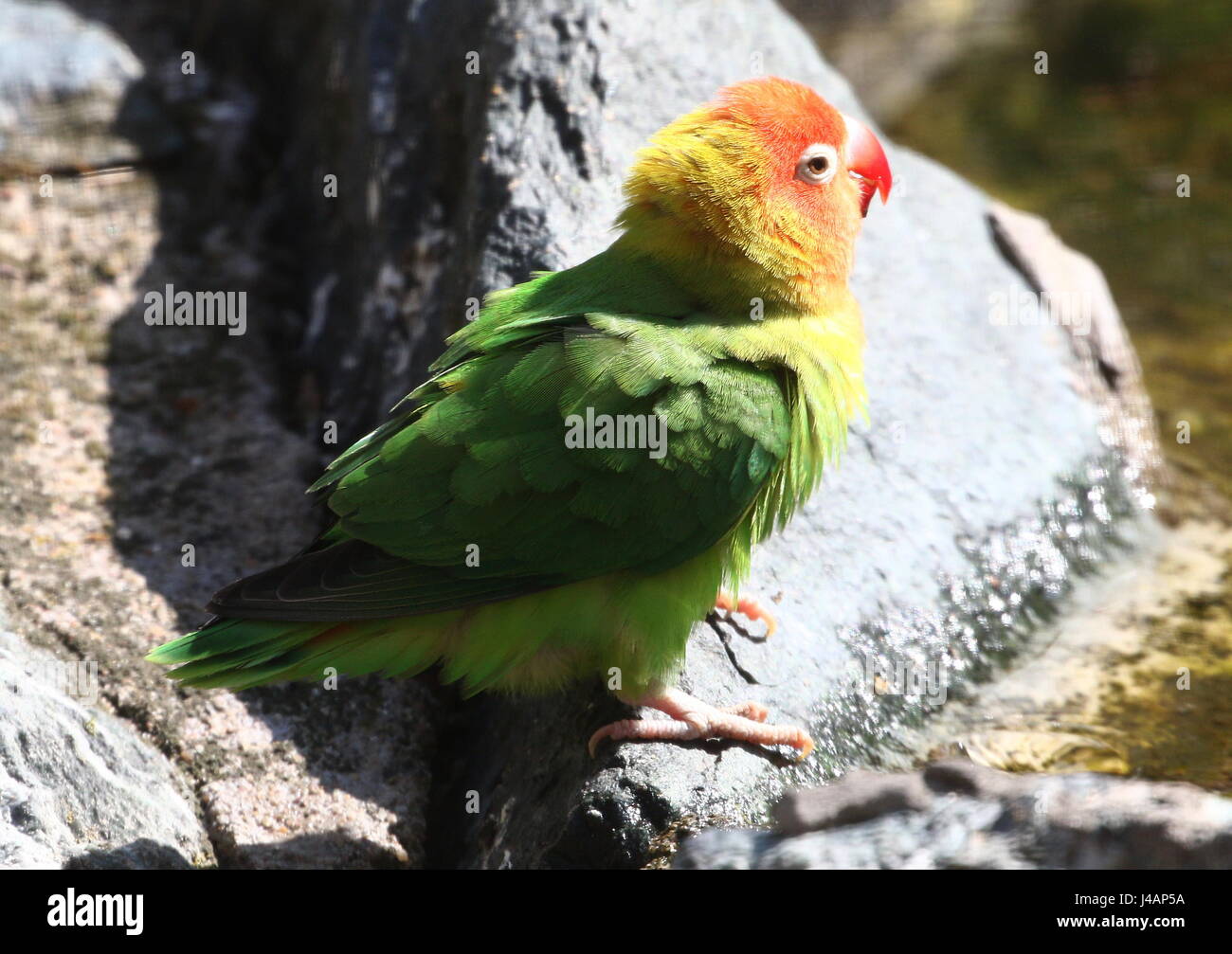 Southeast African Nyasa or Lilian's Lovebird (Agapornis lilianae), a small parrot variety Stock Photo