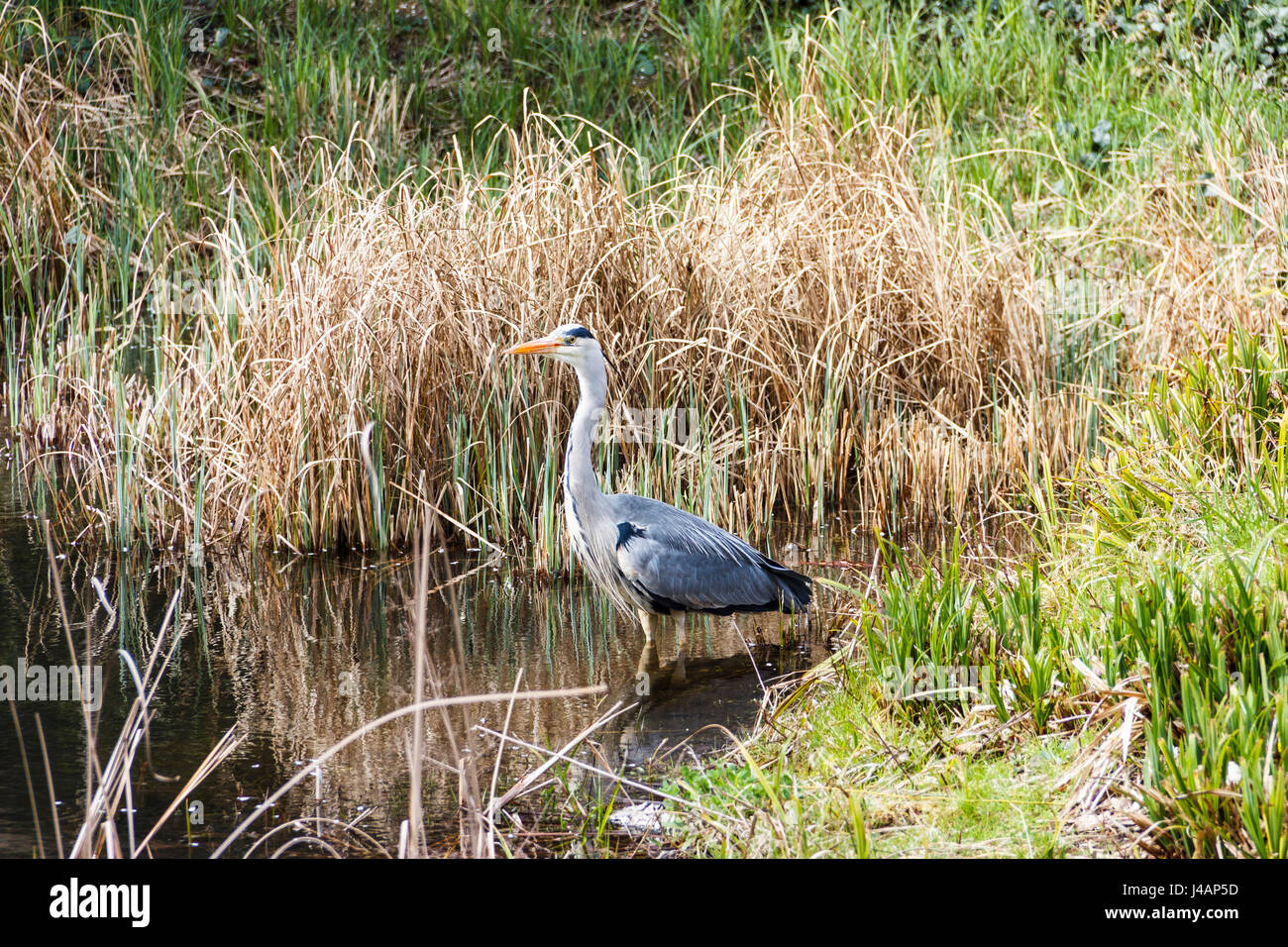 A single Grey Heron (Ardea Cinerea) at the edge of a pond, surrounded by reeds and rushes Stock Photo