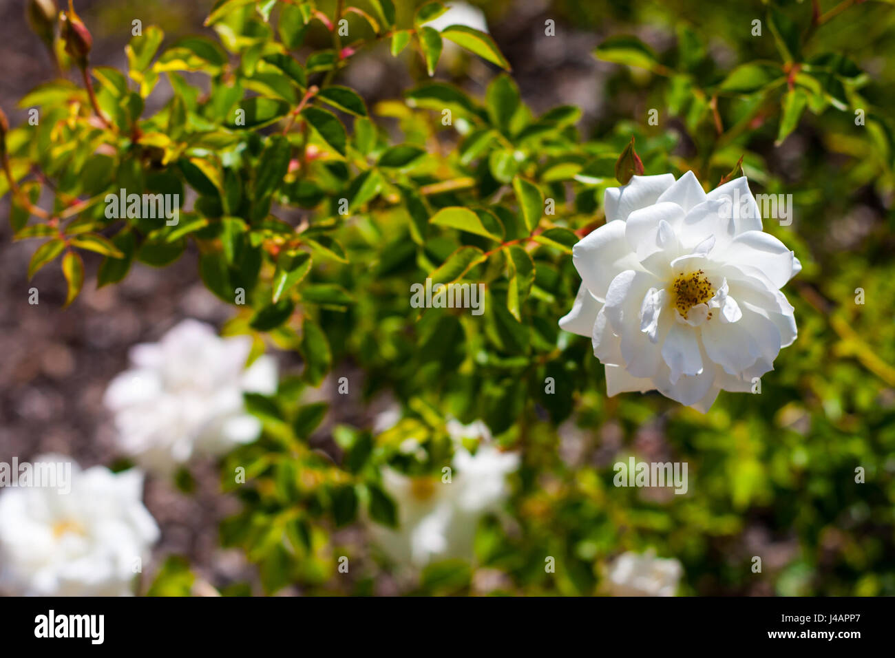 Casa de Blanco Stock Photo - Alamy