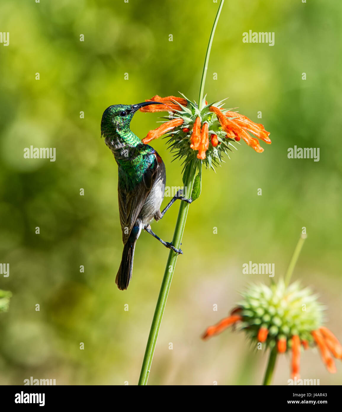 A Double-collared Sunbird perched on a WIld Dagga plant in Southern African savanna Stock Photo