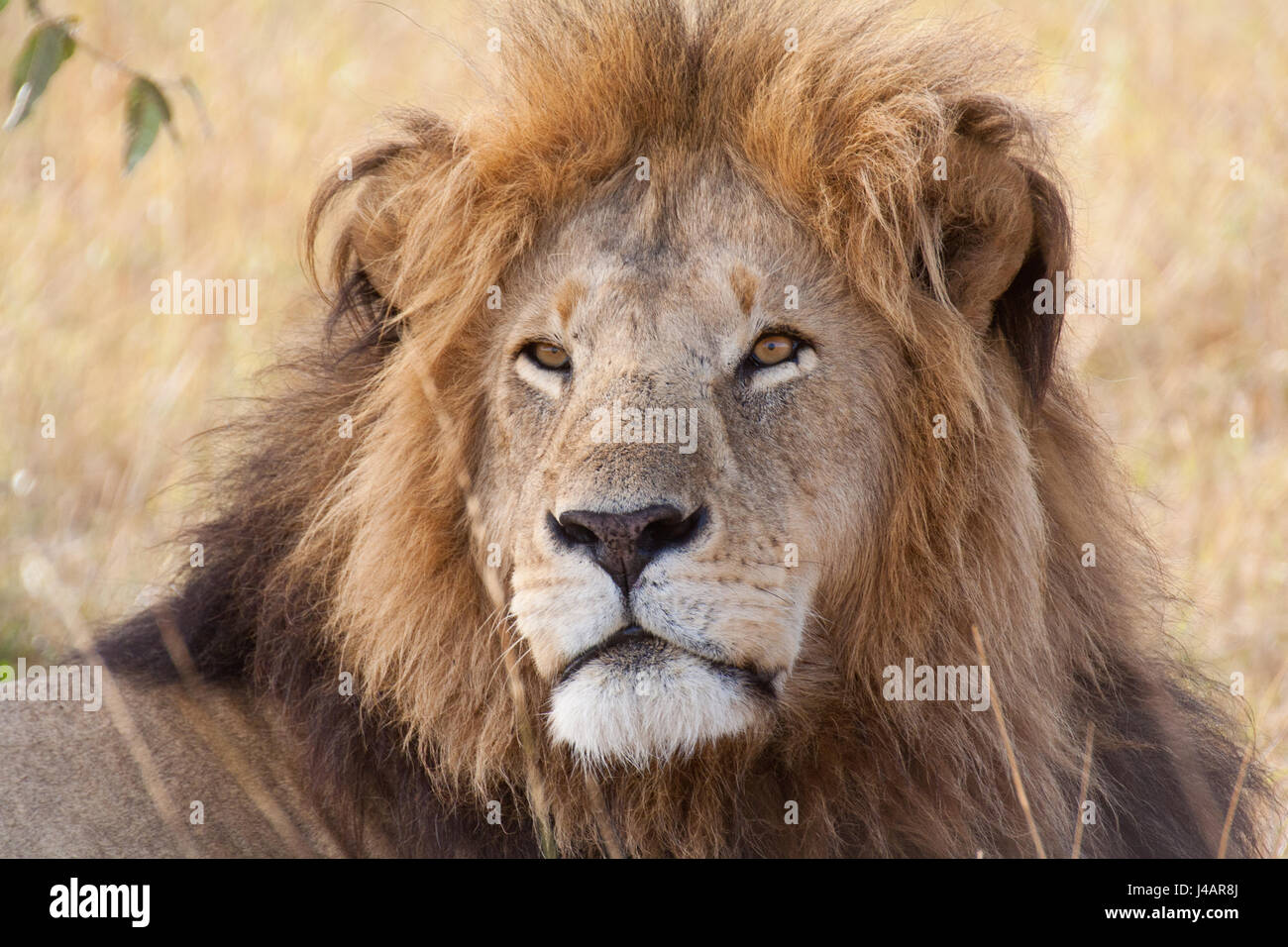 Lion king mufasa and simba hi-res stock photography and images - Alamy