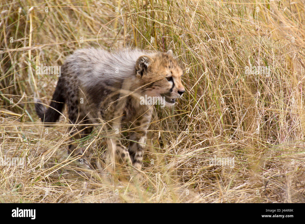 A cheetah (Acinonyx jubatus) cub stalks through tall grass on the African savannah. Masai Mara National Park, Kenya. Stock Photo