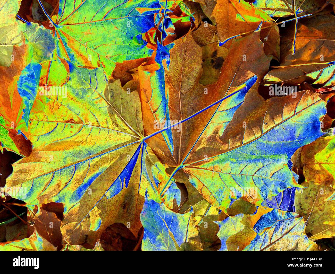 Solarisation hi-res stock photography and images - Alamy
