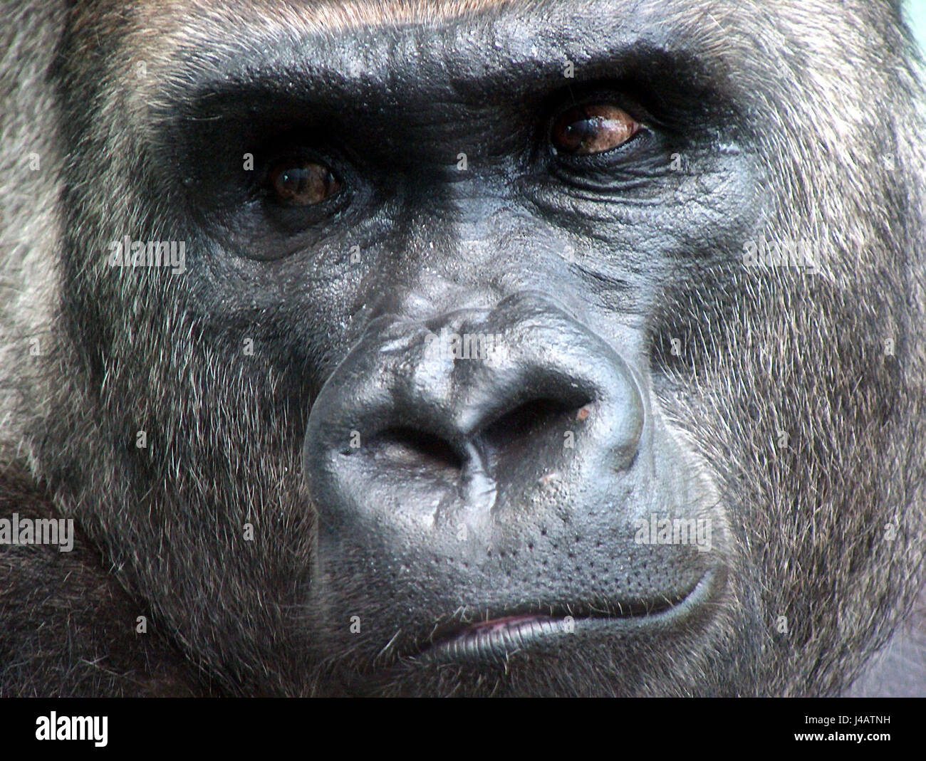 King Kong Gorilla King Kong High Resolution Stock Photography and