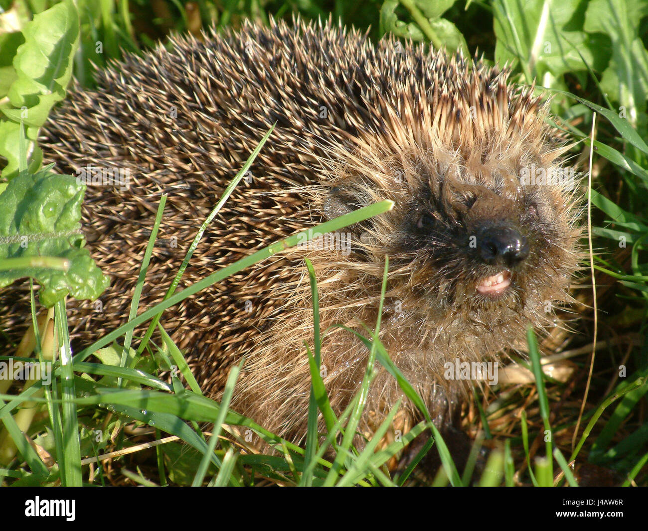 Morning toilet hires stock photography and images Alamy