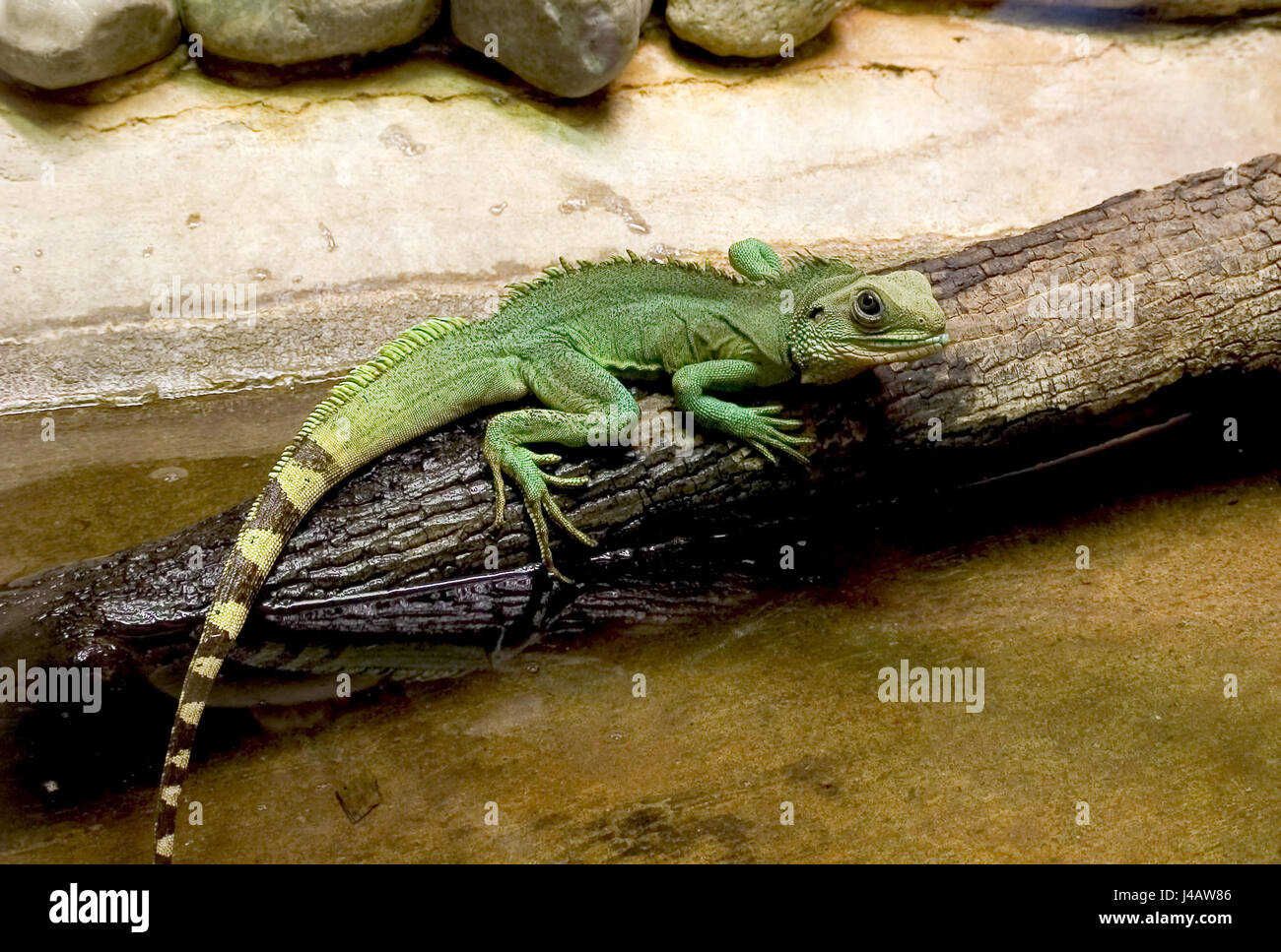 reptile green saurian eye organ prickle iguana terrarium reptiles comb agame  Stock Photo - Alamy