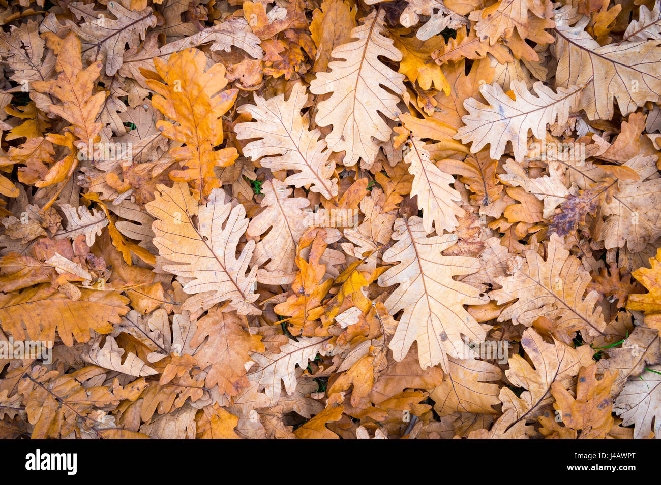 Fall foliage background in muted brown and orange tones in a pile of