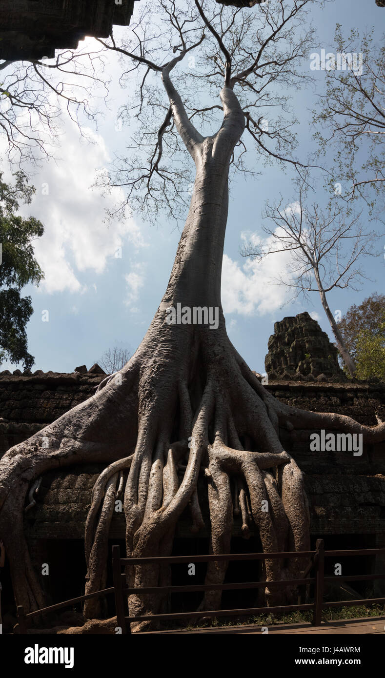 This is an iconic silk cotton tree in Ta Phrom temple in the Angkor Wat complex in Cambodia