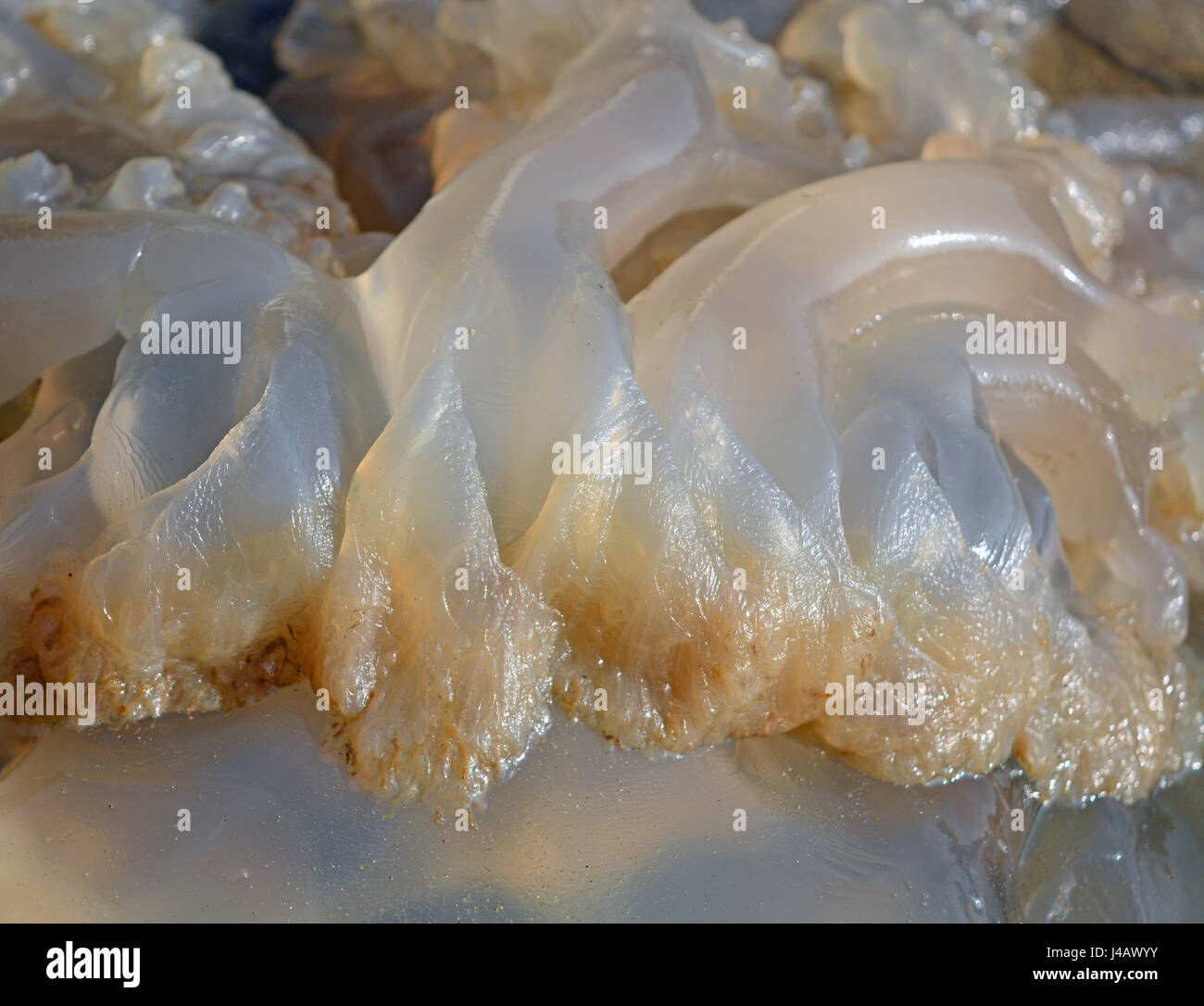 Closeup Of A Washed Up Barrel Jellyfish Stock Photo