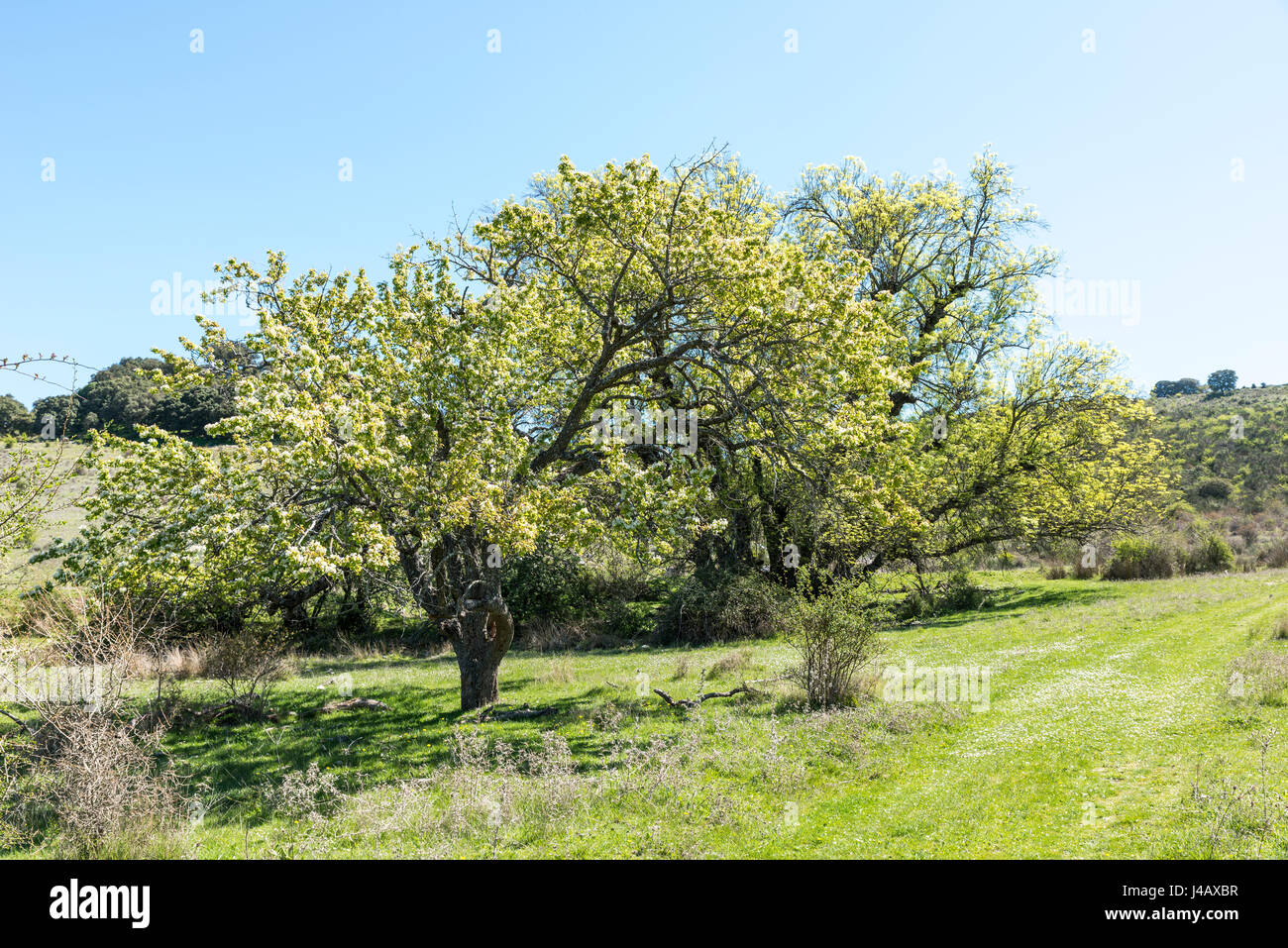 Sierras Subbéticas Natural Park in andalusia near zuheros with flowering blossom trees Stock Photo