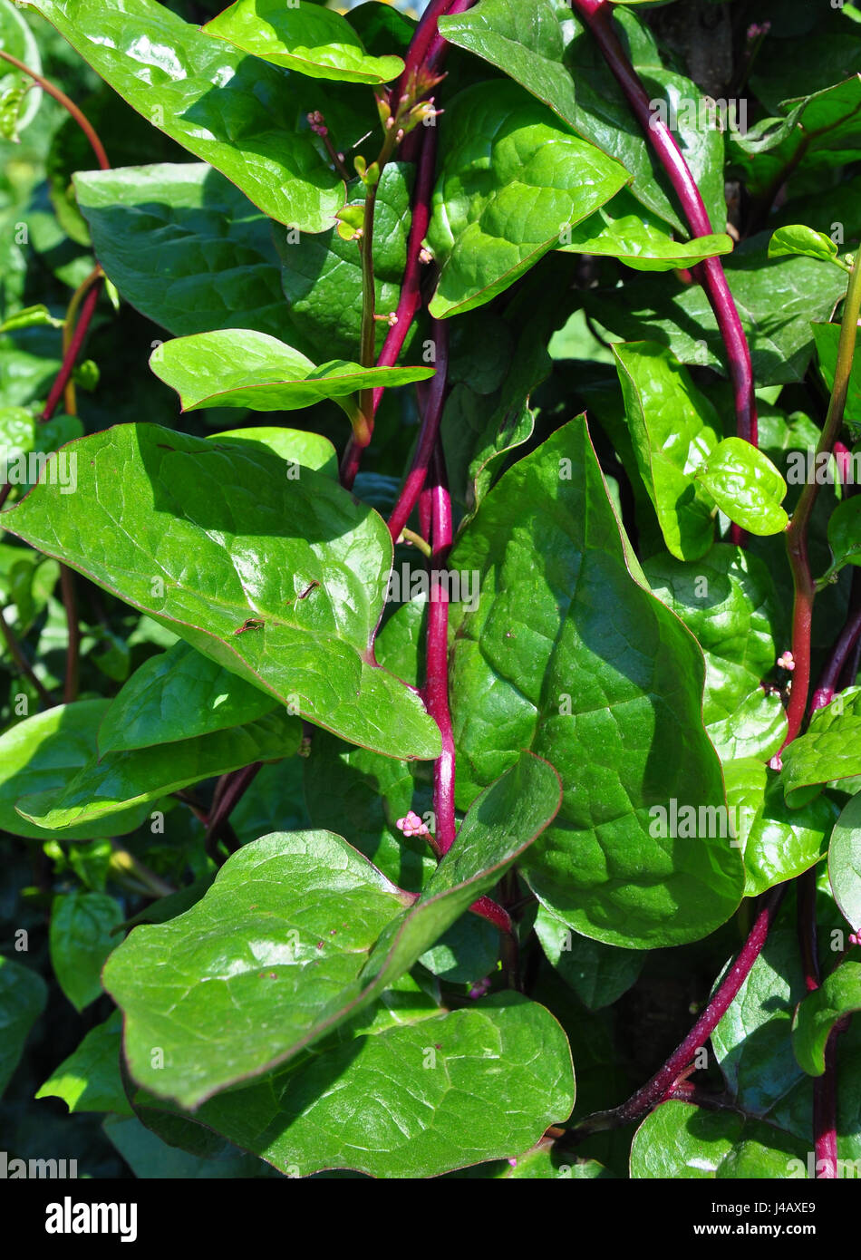 Malabar spinach (Basella alba) Stock Photo