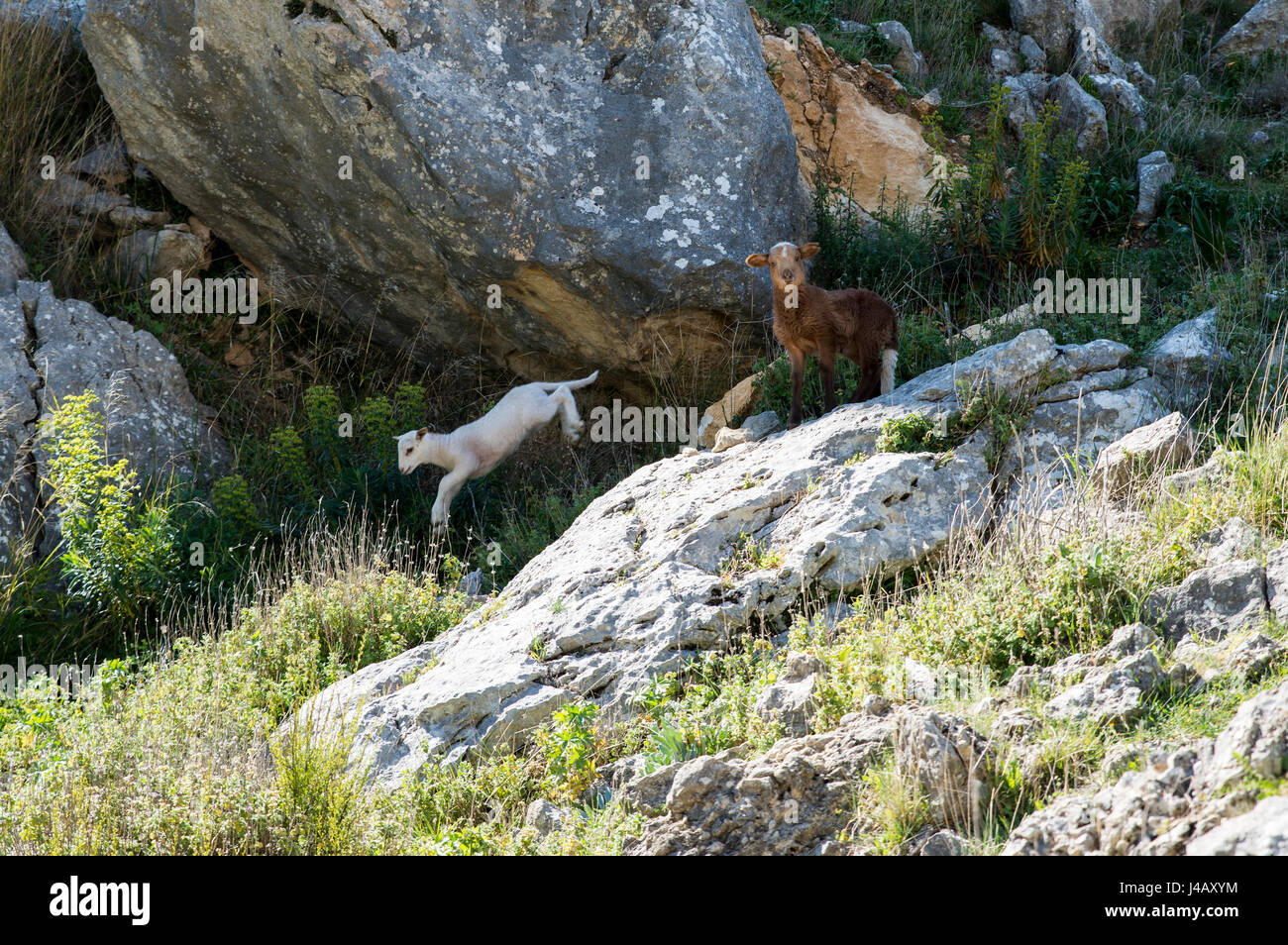 white and brown young sheep lamb , the white jumping from a rock in andalusia spain Stock Photo
