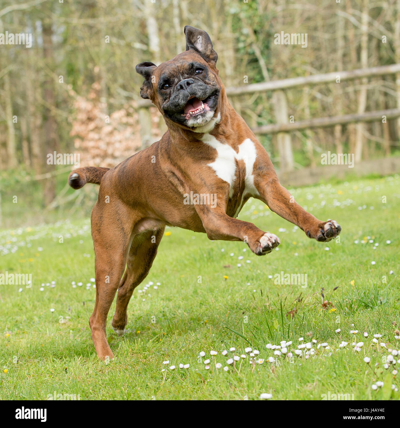 Boxer undocked tail uncropped Stock Photo Alamy