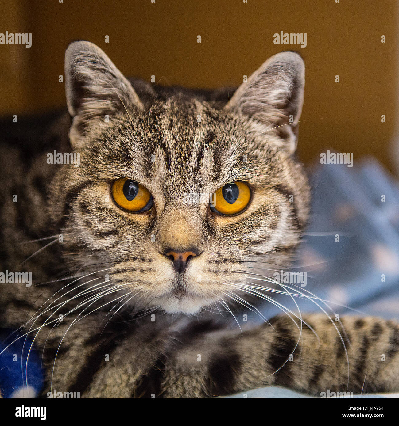 tabby cat Stock Photo